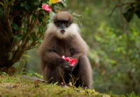 Hulman rudolici - Semnopithecus vetulus - Purple-faced Leaf Monkey o6967